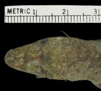 Media type: image;   Herpetology R-6183